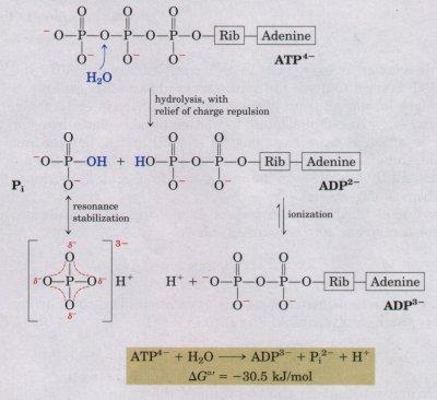 Az ATP hidrolízise és szerepe a bioenergetikában Az ATP ADP-re és anorganikus foszforra (P i ) képes hidrolizálni.