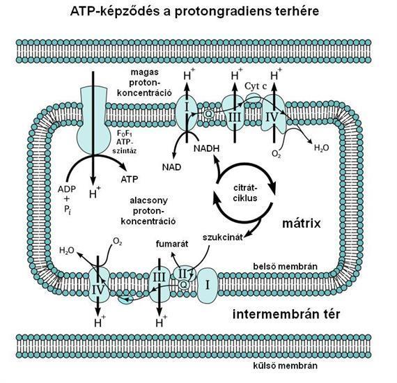 felépítésére: intakt mitokondrium, annak belő membránrendszere és a membrán