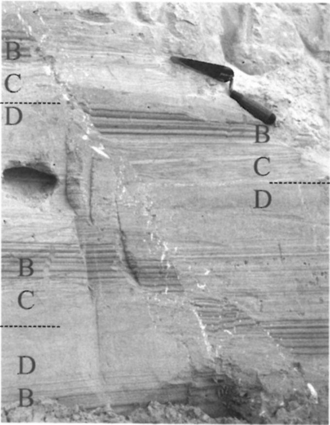 ALLEN 1984), addig a D tag ülepedési viszonyait nem ismerjük, mert az elsődleges üledékszerkezeteket a bioturbáció eltűntette.