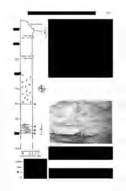 BABINSZKI е. et al: Epizodikus üledékképződés a Pannon-tó Kállai-öblében 11m 10m 8m H fenékvíz-visszaáramlással a parttól távolabbra, viszonylag nyugodtabb környezetbe kerülve ülepedtek le.