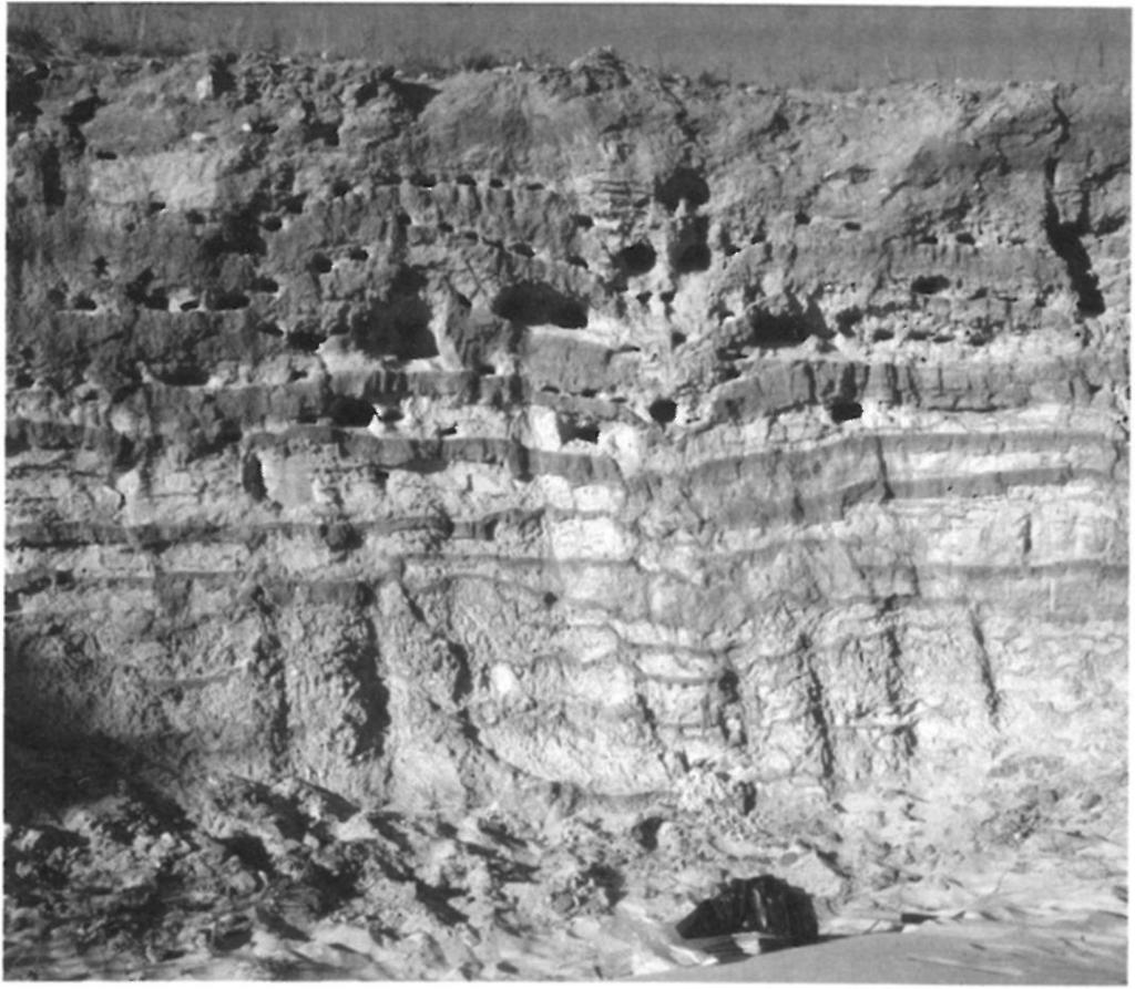 the southern wall at Kisörspuszta.