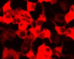 a T573 RSK1_FL NTD revd CTD ERK2(-F2) + RSK1_FL(-F1) fluorescenceintenzitás intensity(au) Fluoreszcencia 60000 60000 D L ev vd _F _Δr 1 1 -re K RS RSK CTD F1 ERK2(-F2) + RSK1_ revd(-f1) fluorescence