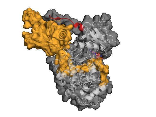 a b IF2 C IF1 N K110 P111 D355 P112 N D352 R115 I122 L120 H118 N116 IF1 φa φb