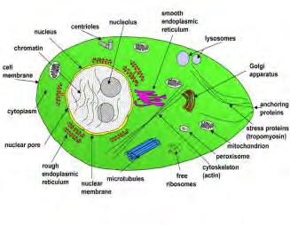 ANA vizsgálata immunfluoreszcens módszerrel HEp-2 sejteken A sejt különböző alkotórészei elleni antitestek: - sejtmag - sejtmag membrán - nukleolusz - citoplazma - citoszkeleton mini-array (több mint