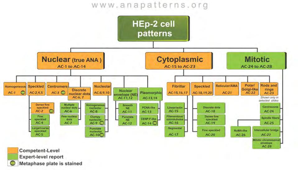 ANA mintázatok - Nemzetközi Konszenzus (International Consensus on ANA pattern (ICAP)
