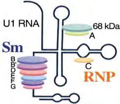 5. ENA (folytatás): U1-snRNP: az Sm-RNP komplex része (target antigének: 70 kda, A, C) Az MCTD
