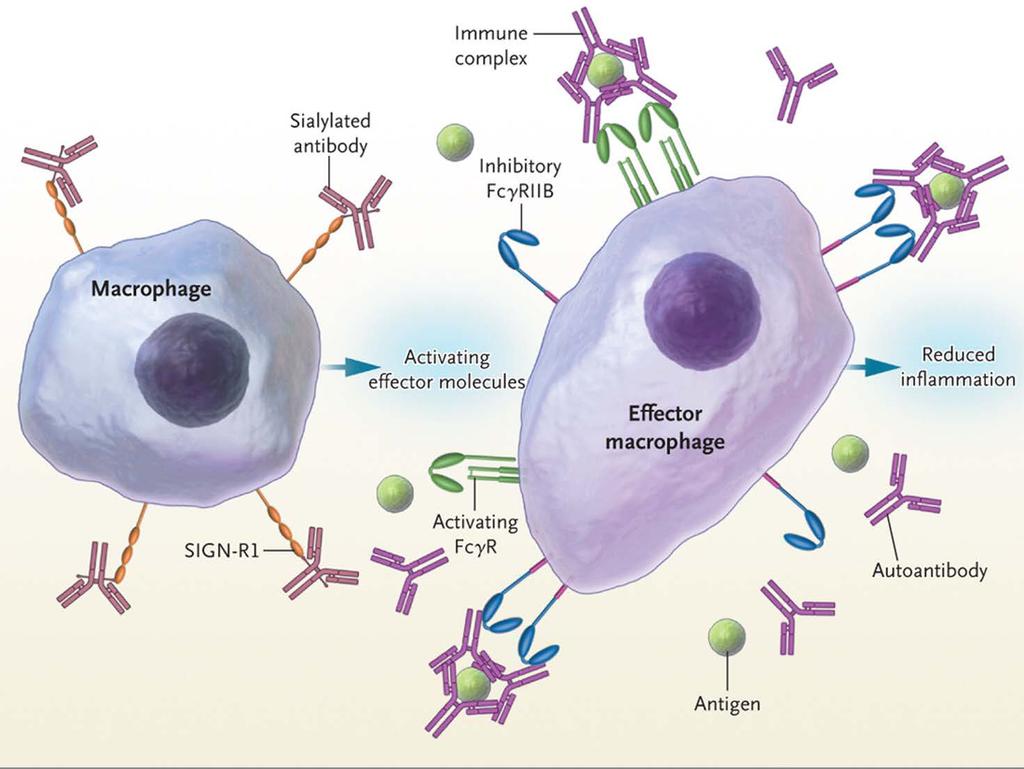 A sialylalt Fc antiinflamatorikus aktivitásának potenciális modellje A sialylalt Fc kis mennyiségben fordul elő az IVIG-ben, a makrofágok SIGN-RI-hez kötődik, melynek hatására szolubilis mediátorok