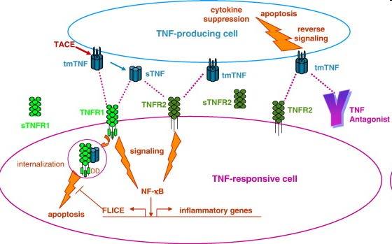 A TNF termelődés biológiája, receptor interakció és