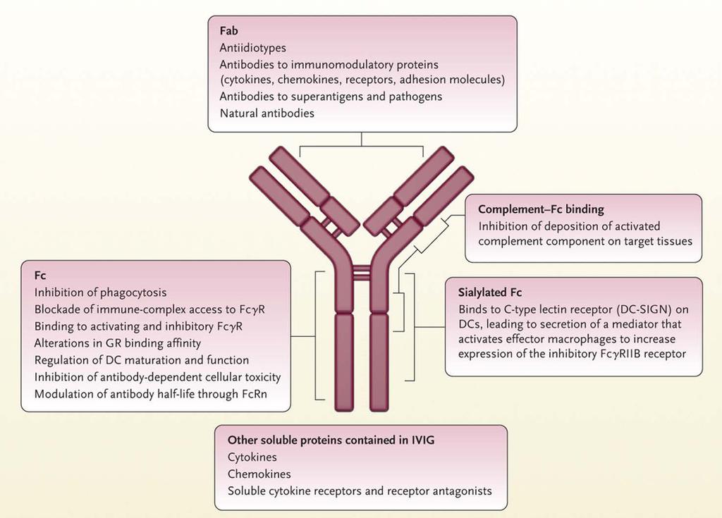 Az IgG molekula szerkezete és kapcsolata az antiinflammatorikus és immunmodulans hatással Fab Antiidiotípusok Antitestek az immunmodulatorikus fehérjékhez (citokinek, kemokinek, receptorok, adheziós