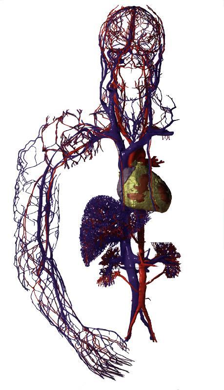 A hypertonia az atherosclerosison keresztül károsítja a szerveket SZEM retina haemorrhagia retina exsudatum retina oedema arteriola constrictio ÉRRENDSZER aneurysma ruptura