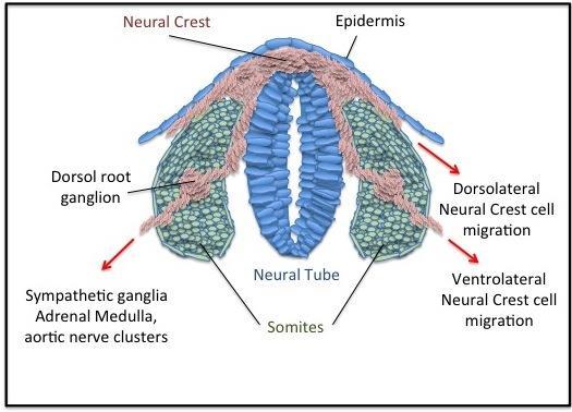 Wilkins et al 2014 A szelídség fejlődésgenetikája A korai embryogenesis során a velő barázda 2 oldalán Velősánc (neural crest) sejtek Ventrálisan migrálnak és fej és testi részek irányában Számos