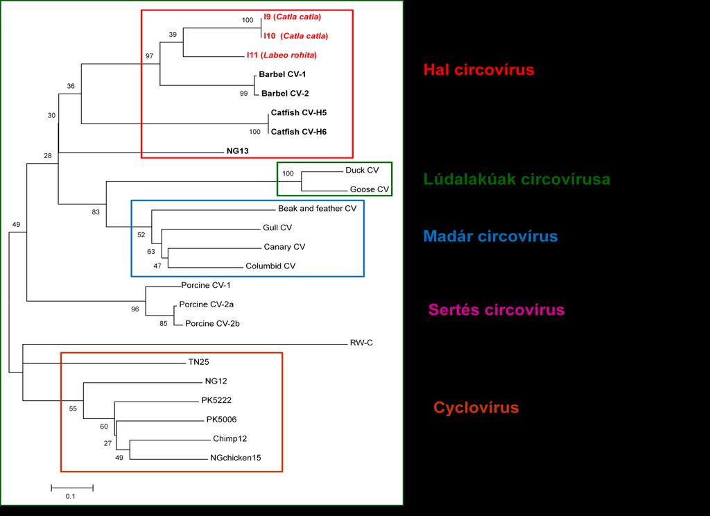2. ábra Filogenetikai analízis a labeo és catla circovírusok Rep génjének részleges várható aminosav szekvenciája alapján.