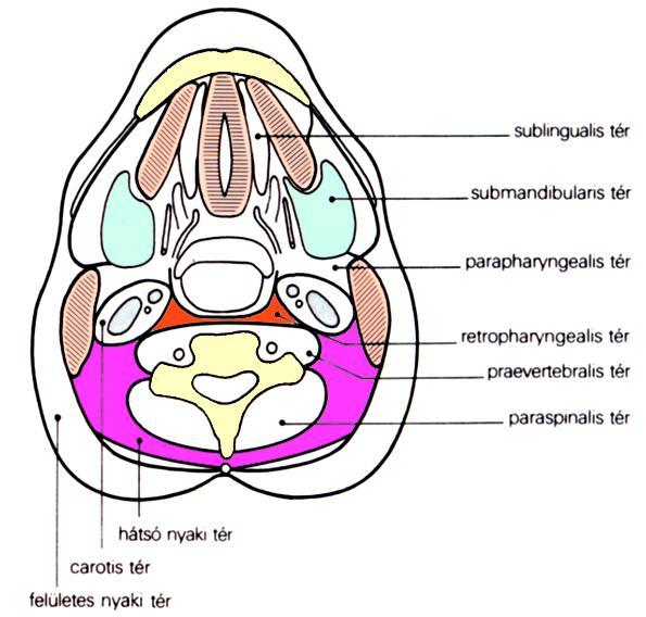 tudatossá teszi a tumor stádiumának értékelését és az occult tumor keresését is.