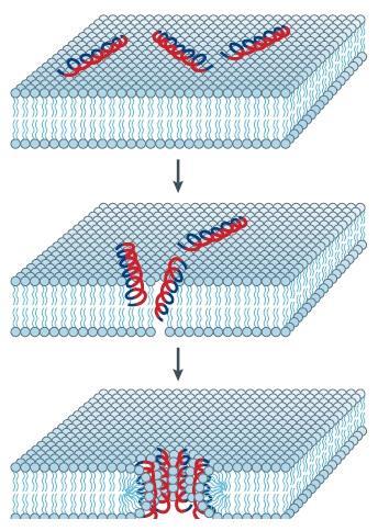 6. ábra. A toroidal-pore modell [20]. A carpet modell esetében a permeabilizáció szintén a membrán felszínén történő akkumulációval kezdődik.