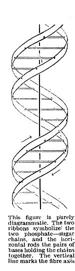 to suggest a structure for the salt of deoxyribose nucleic acid (D.N.A.
