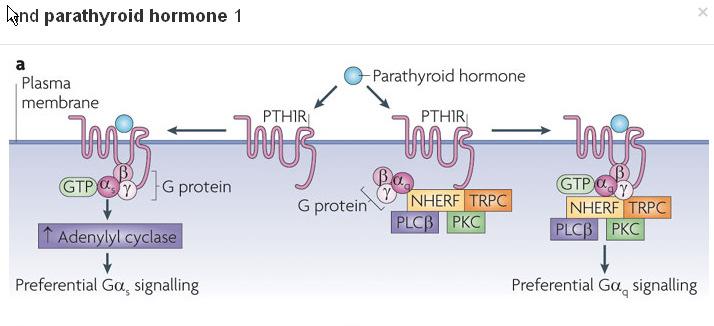 A parathormon hatásai 7TM receptoron hat Csont: csont lebontás fokozása (oszteociták, oszteoklasztok) Vese: foszfát reabszorpció gátlása (proximális kanyarulatos csatorna), Ca 2+ reabszorpció