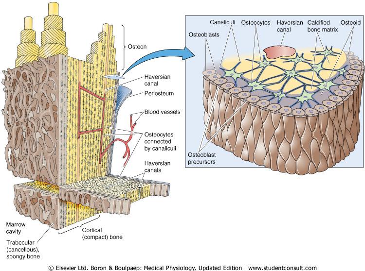 A csont mikroszkópos anatómiája Havers csatornák Osteociták és kanalikuluszok Havers csatornák Lemezes csont Kortikális (kompakt) csont A csontsejtek funkciói Oszteoblasztok: kollagén szintézis (C