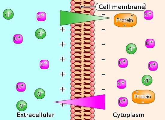 A membrántranszport alapjai Potenciálkülönbség elektrolitokban - néhány elvi lehetőség B, Donnan-potenciál - Ionokra átjárható, fehérjére nem permeábilis membrán esetén jön létre - A negatív