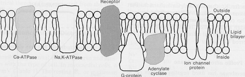 A megváltozott ion koncentrációkat ATP függő ionpumpák állítják helyre Ion [Extracellular] (in mm)