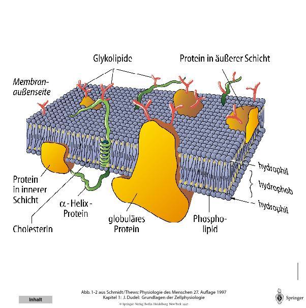 A membrán felépítése Jelentősége: barrier, transzport-út, sejtösszekötő, felszín a receptoroknak Szerkezete: 1.