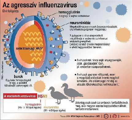 gombák bizonyos részecskéi (gombaa ntigének) érzékeny szervezetben allergiás megbetegedéseket is előidézhetnek [3].