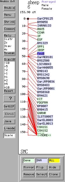 Később 2001-ben több kutató csoport is, egymástól függetlenül, szinte egy időben számolt be egy olyan pontmutációról, melyet a bone morphogenic protein receptor-ib (BMPR-1B - csont morfológiai