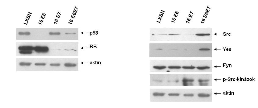 Eredmények HPV-16 E6 és E7 onkoproteinek hatása az Src kinázok expressziójára A rekombináns LXSN retrovírus vektorral transzdukált primer keratinocitákban a HPV-16 E6 és E7 onkoproteinek funkcionális