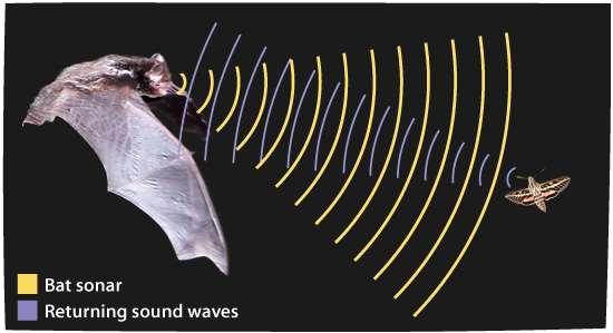 Aktív tájékozódás - hangradarral Ultrahang (10-200 khz) Visszaverődése kis tárgyakról is kiváló (rovarral összemérhető hullámhossz) Nem jut
