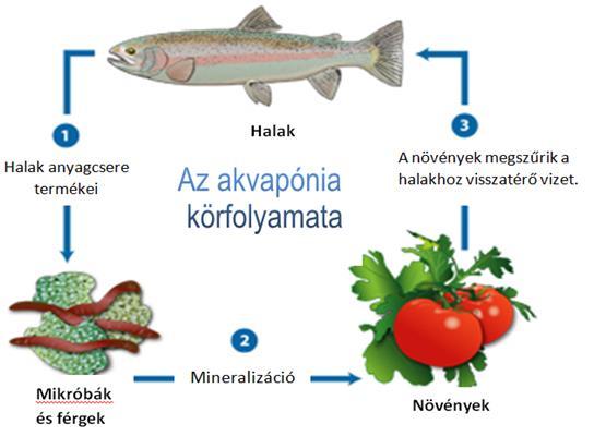 rendszerek fejlesztése, A geotermikus