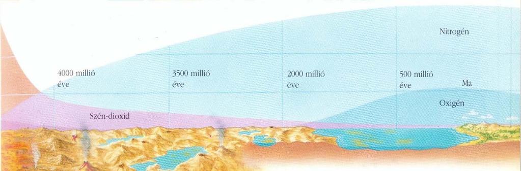 Az oxigén kialakulása Oxigén két forrása: - UV sugárzás hatására a víz fotodisszociációjából a H a világűrbe szökik, az O egy részéből ózon lesz - a növényzet kialakulása után a fotoszintézis során