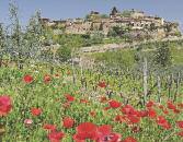 A festôi dombok, szôlôk, olajfa ligetek között megbúvó Greve in Chianti, Castellina in Chianti és Radda in Chianti falvaiba látogatunk.