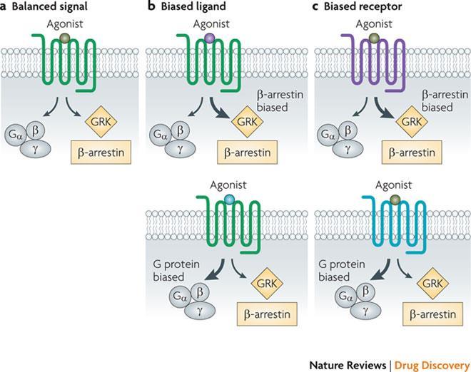 jelátviteli utak iránt, azokat szelektíven aktiválják. Az alapkoncepció szerint két mechanizmussal jöhet létre jelátvitel szelektív receptor konformáció (3.