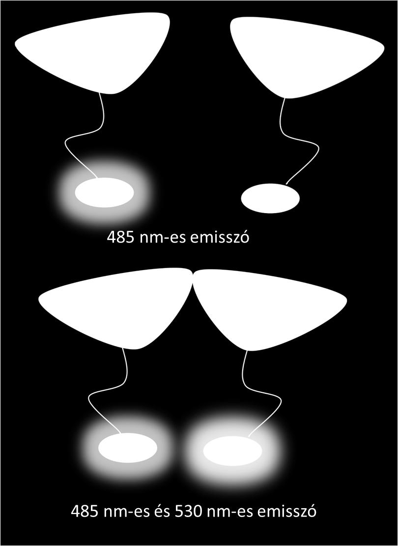 5. ábra A sejtpermeábilis szubsztrát hatására a biolumineszcens Renilla luciferáz enzim (Rluc) 485 nmes hullámhosszúságú fényt emittál.