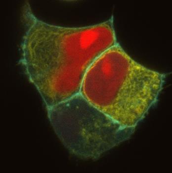 Az egyes fluoreszcens jelölések külön