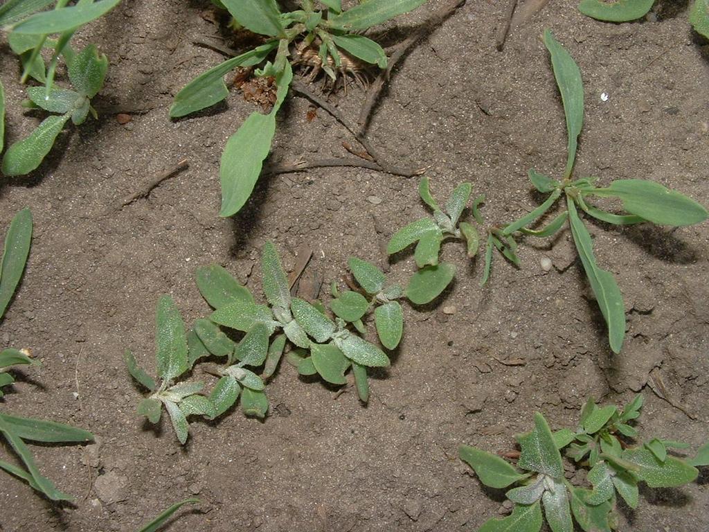 Chenopodium