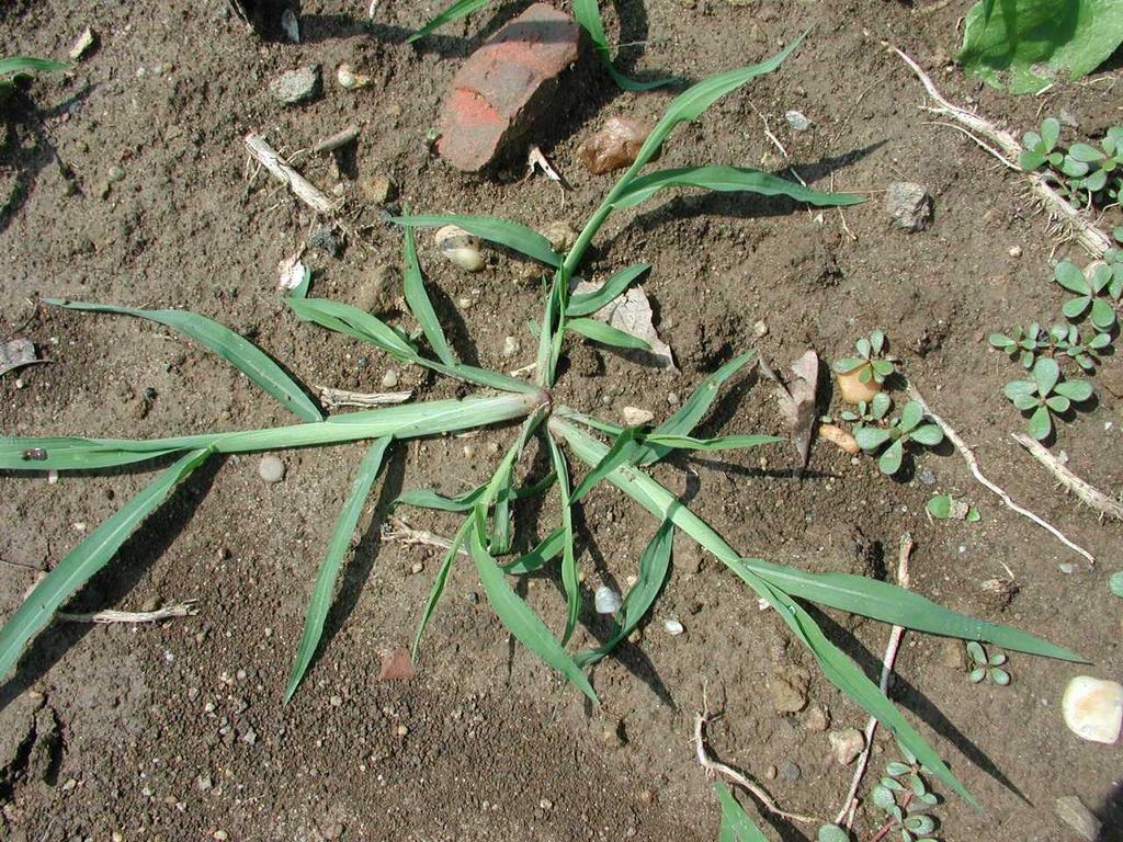 Echinochloa crus-galli