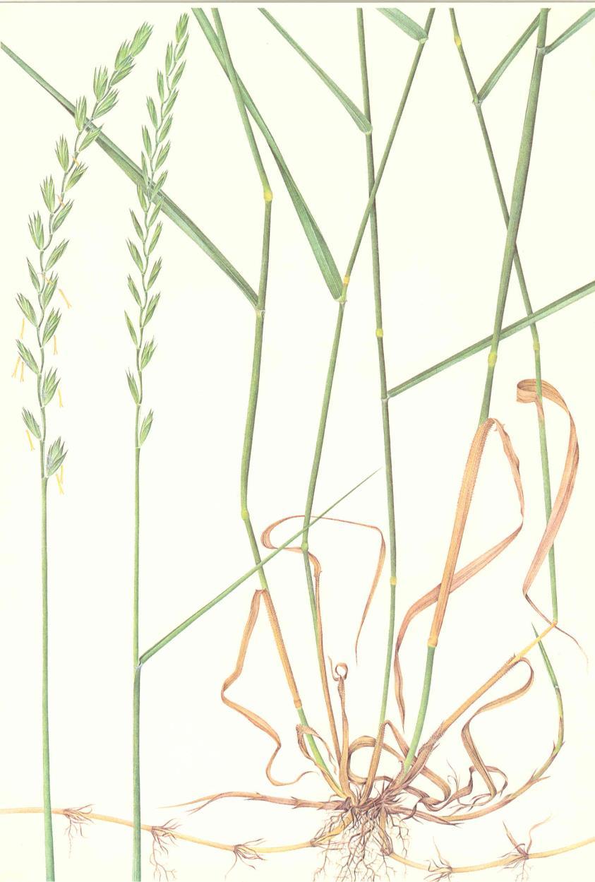 Elymus