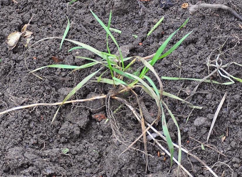 Elymus repens