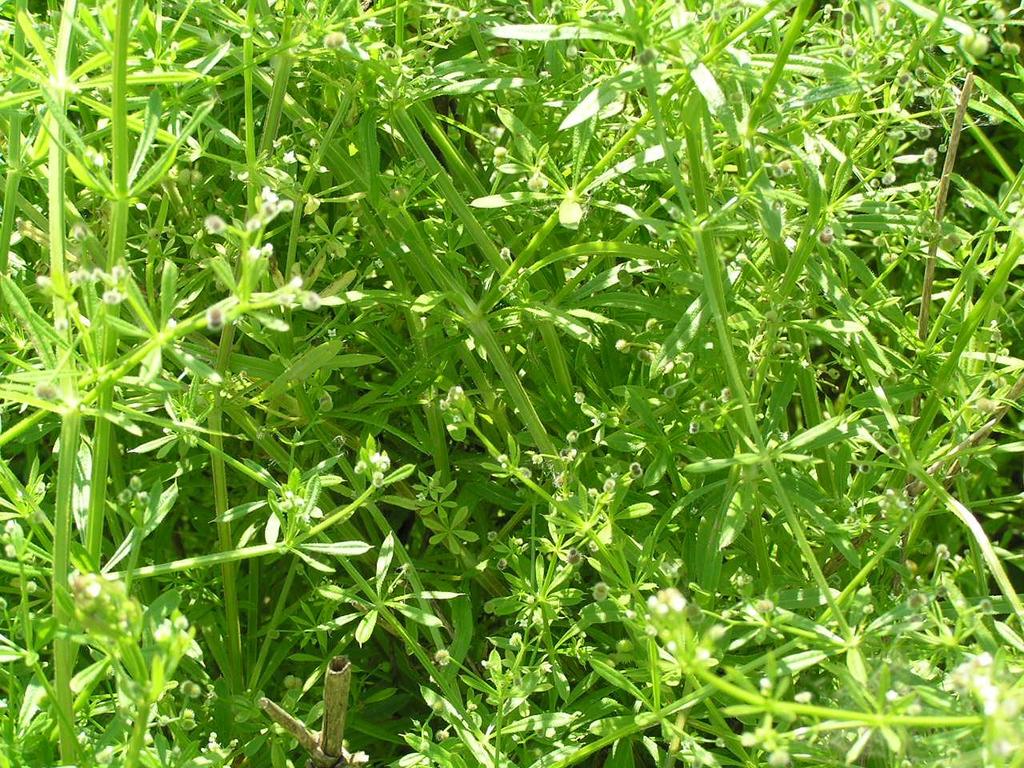 Galium