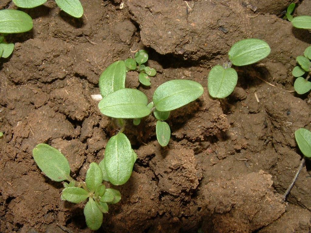 Galium aparine