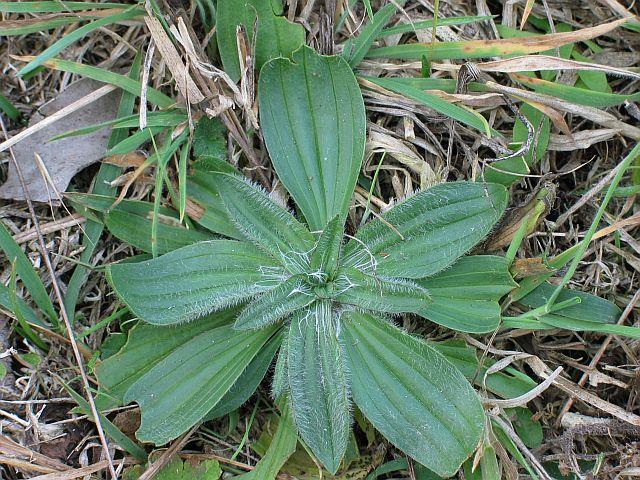 Plantago