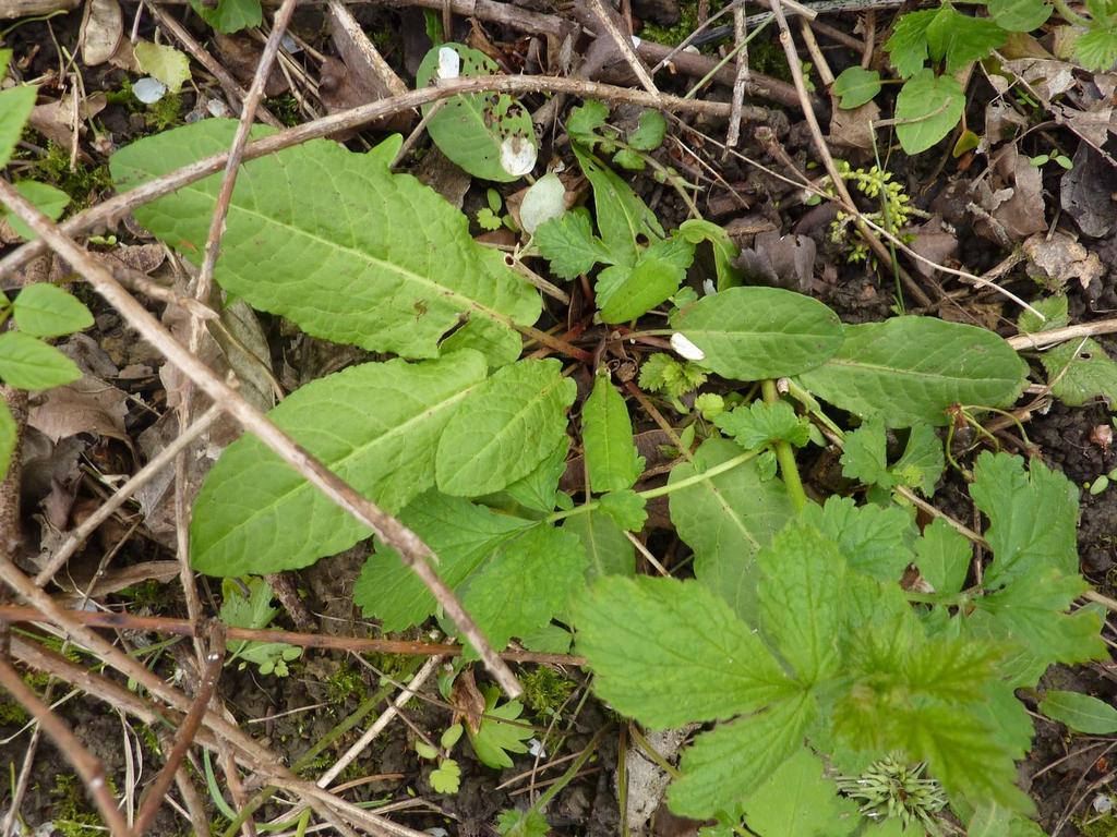 Rumex