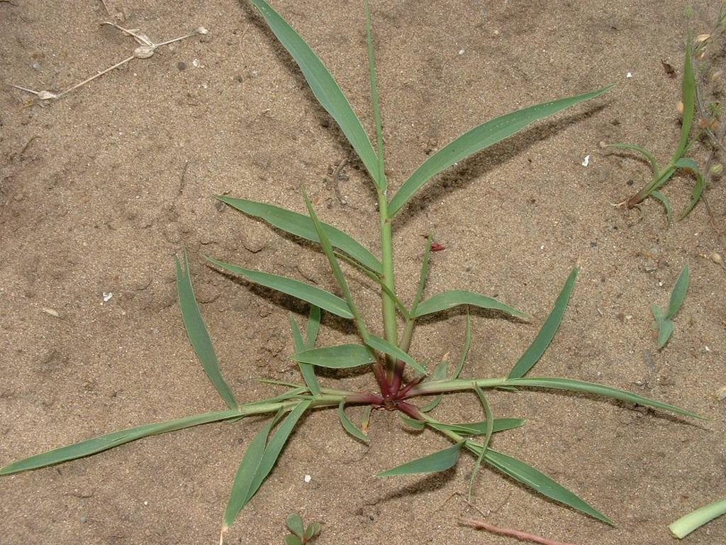 Setaria