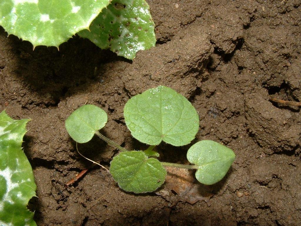 Abutilon