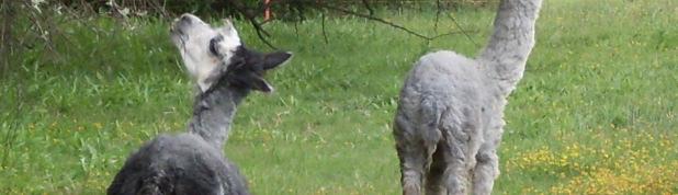 Lótáp(6) 1,5 összesen(7) 5,1 Széna(8) 16 Table 1: Composition of alpaca forage in Szeged Zoo feedstuff(1), amount of forage (kg/4 heads)(2), apple(3), cabbage(4),