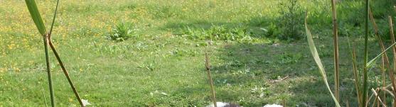 172 Picture 4: Alpacas are aggressive rarely 4.