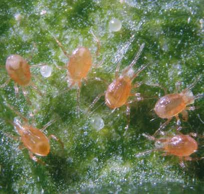 PHYTOLINE P Phytoseiulus persimilis Ragadozó atka KULTÚRA KÁROSÍTÓ KISZERELÉSI EGYSÉG hajtatott paprika, uborka, tojásgyümölcs, paradicsom, dinnye, szamóca, dísznövények kétfoltos takácsatka 2 000 db