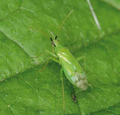 MACROLINE P Macrolophus pygmaeus Ragadozó poloska KULTÚRA KÁROSÍTÓ KISZERELÉSI EGYSÉG hajtatott paradicsom üvegházi molytetű, dohányliszteske, paradicsom-aknázómoly 250 egyed/ palack 500 egyed/