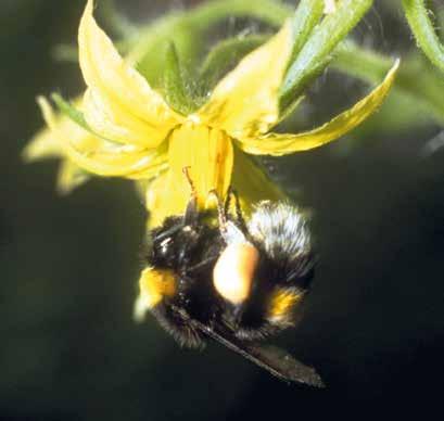 BEELINE Bombus terrestris Földi poszméh FELHASZNÁLÁSI TERÜLET KAPTÁR TÍPUSA megporzás elősegítése 30-50 egyed/ kaptár > 60 egyed/ kaptár > 80 egyed/ kaptár A termesztő