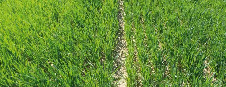 BIOLÓGIAI MEGOLDÁSOK DELL AGRO PLUS növénykondicionáló készítmény HATÓANYAG TARTALOM TÖMEGSZÁZALÉKBAN KIFEJEZVE (M/M) Szerves anyag tartalom 60 % Aminosav tartalom 21,67 % Mono-, di- és poliszacharid